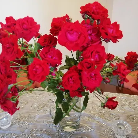 Apartment Rosen Und Rosse